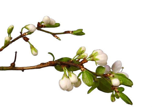 Tree blooming frame 1