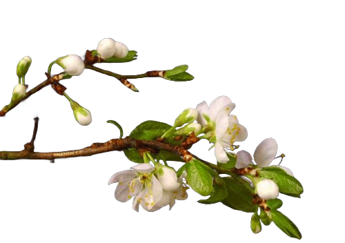 Tree blooming frame 3