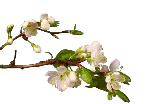 Tree blooming frame 5