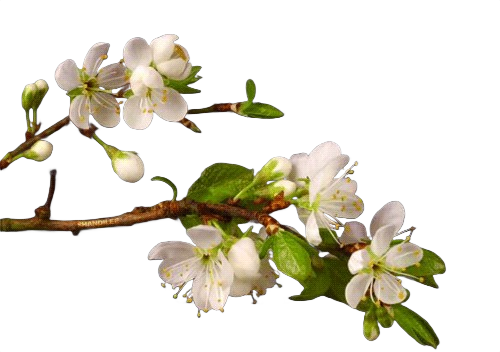 Tree blooming frame 8