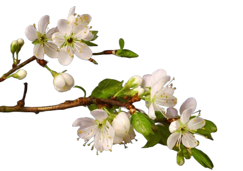 Tree blooming frame 9