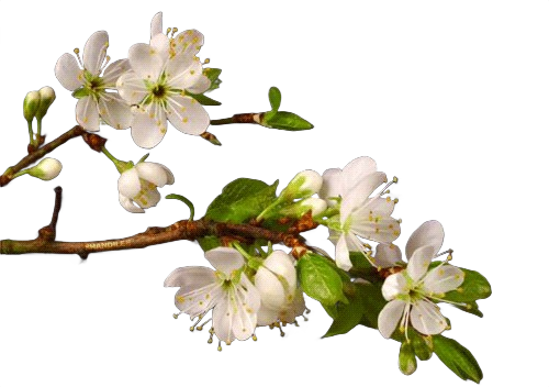 Tree blooming frame 10