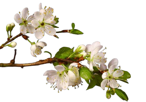 Tree blooming frame 11