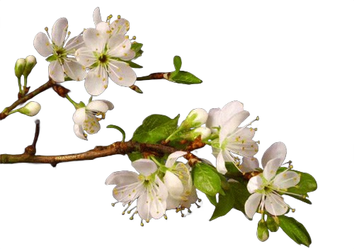 Tree blooming frame 12