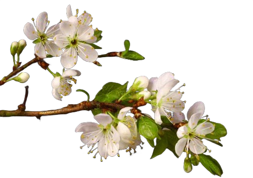 Tree blooming frame 13